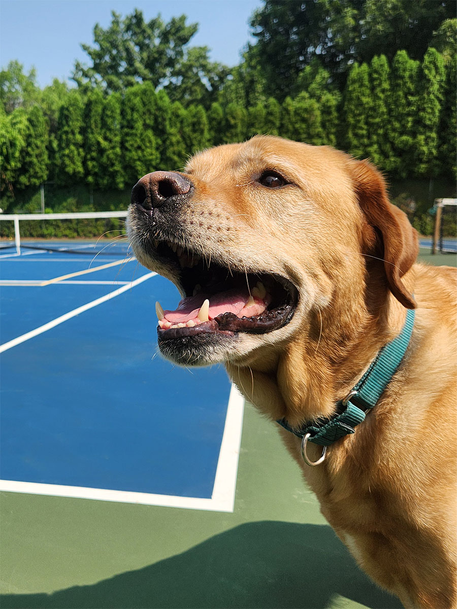 Dog daycare boarding Allentown, PA