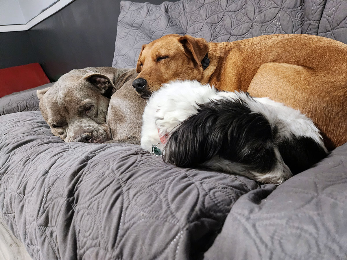 Three dogs sleeping at The Bone and Bed, a daycare and boarding company based in Allentown, PA.