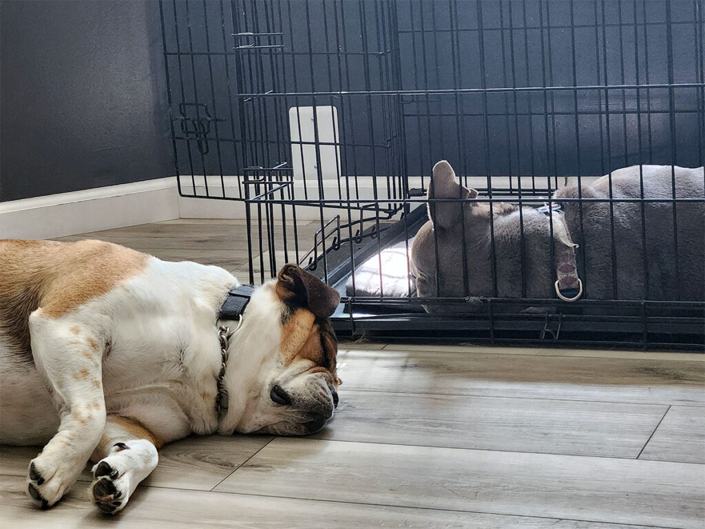 Sleepy dogs at The Bone and Bed, a daycare and boarding company based in Allentown, PA.