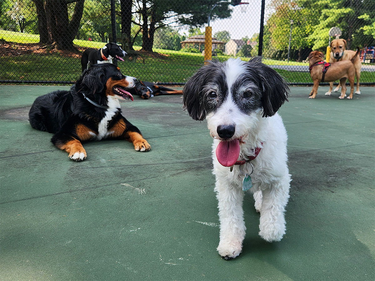 The Bone and Bed, a daycare and boarding company based in Allentown, PA.