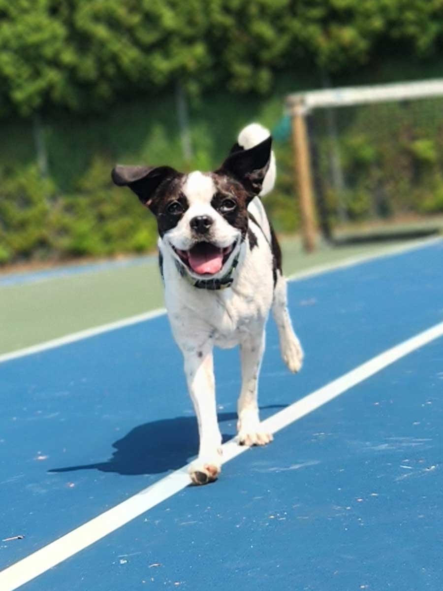 Happy running dog outside at The Bone and Bed, a daycare and boarding company based in Allentown, PA.