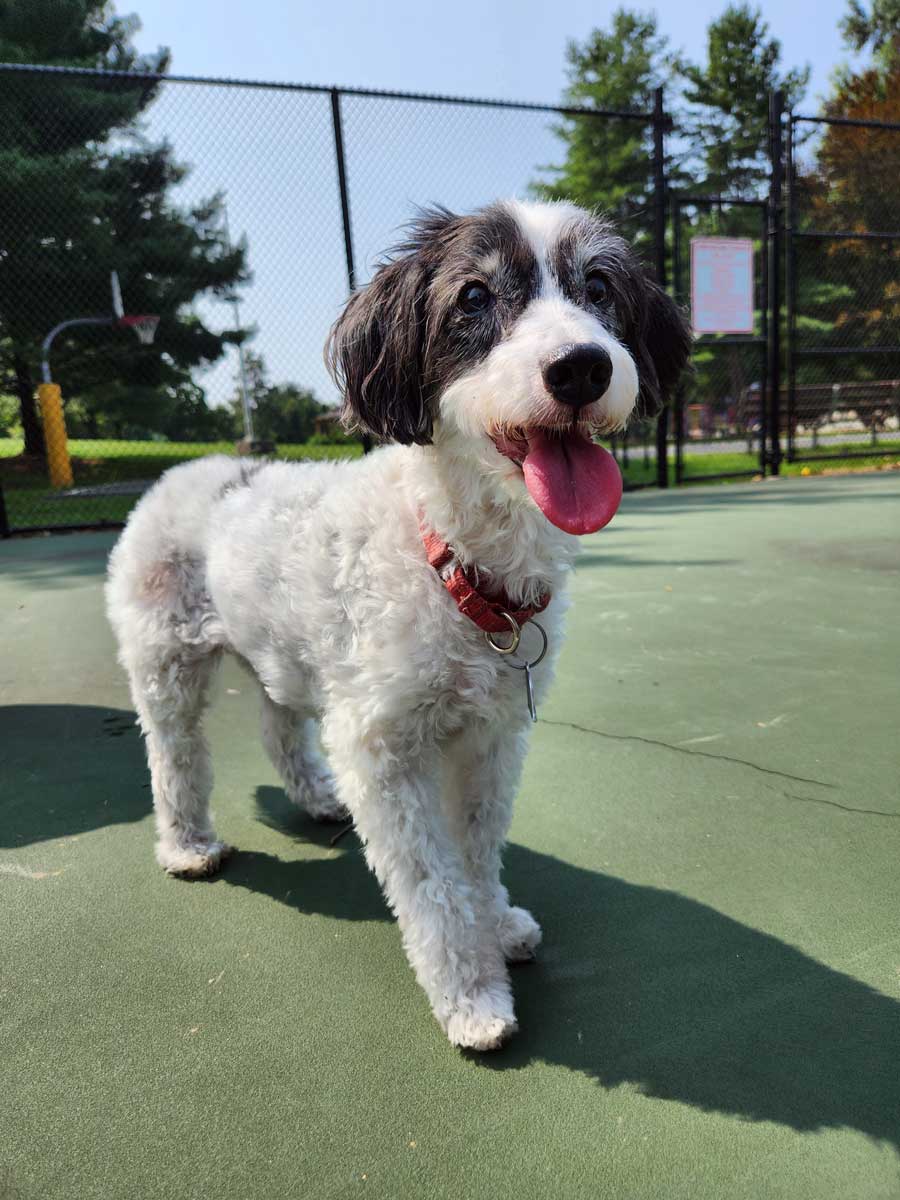 Happy pretty dog outside The Bone and Bed, a daycare and boarding company based in Allentown, PA.