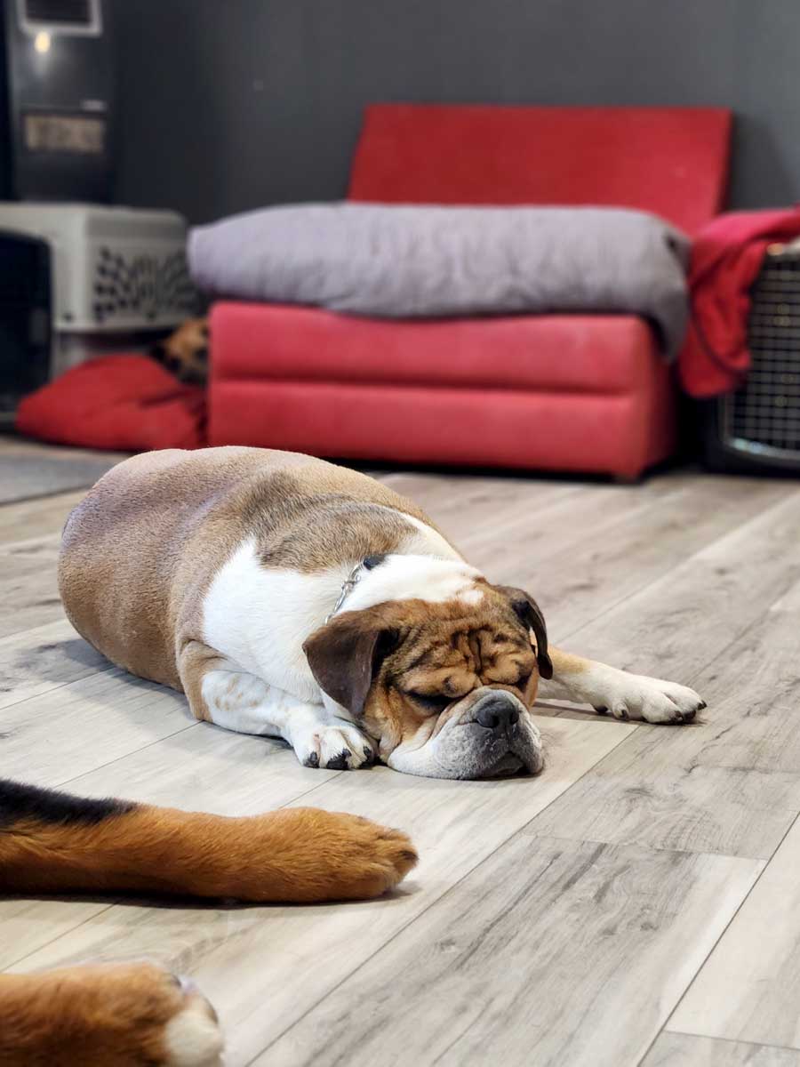 Sleepy dog at The Bone and Bed, a daycare and boarding company based in Allentown, PA.