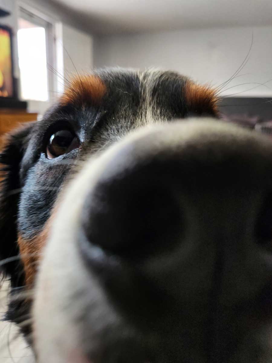 Dog sniffing the camera at The Bone and Bed, a daycare and boarding company based in Allentown, PA.