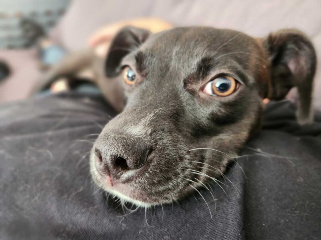 Gray dog on a sofa at The Bone and Bed, a daycare and boarding company based in Allentown, PA.