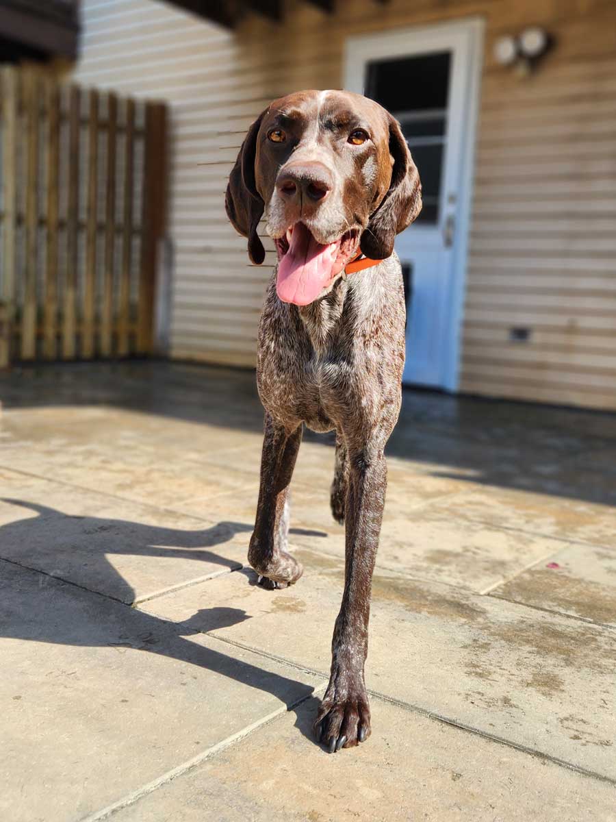 Happy brown dog at The Bone and Bed, a daycare and boarding company based in Allentown, PA.