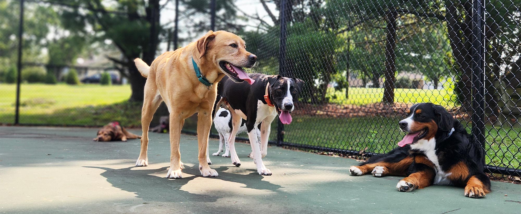 Dog at The Bone and Bed, a daycare and boarding company based in Allentown, PA.