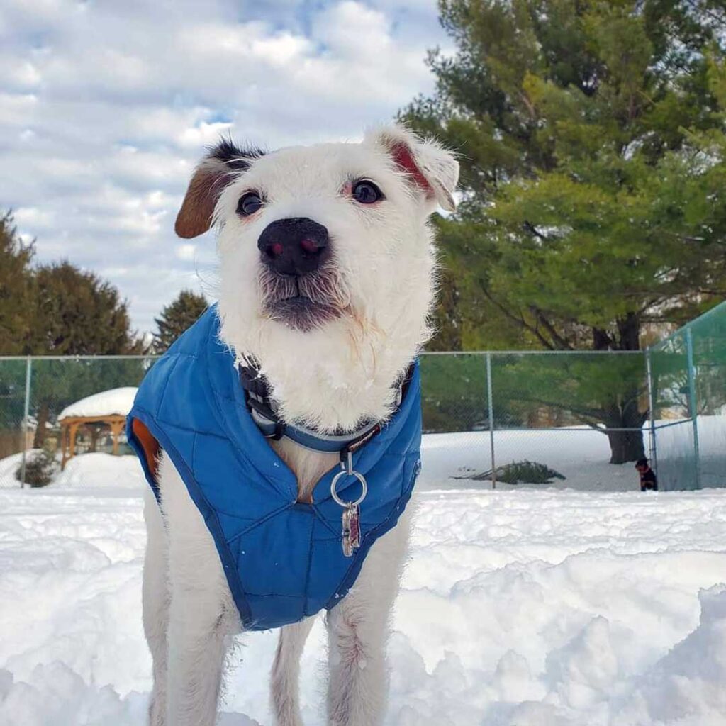 Dog outside in the snow at The Bone and Bed, a daycare and boarding company based in Allentown, PA.