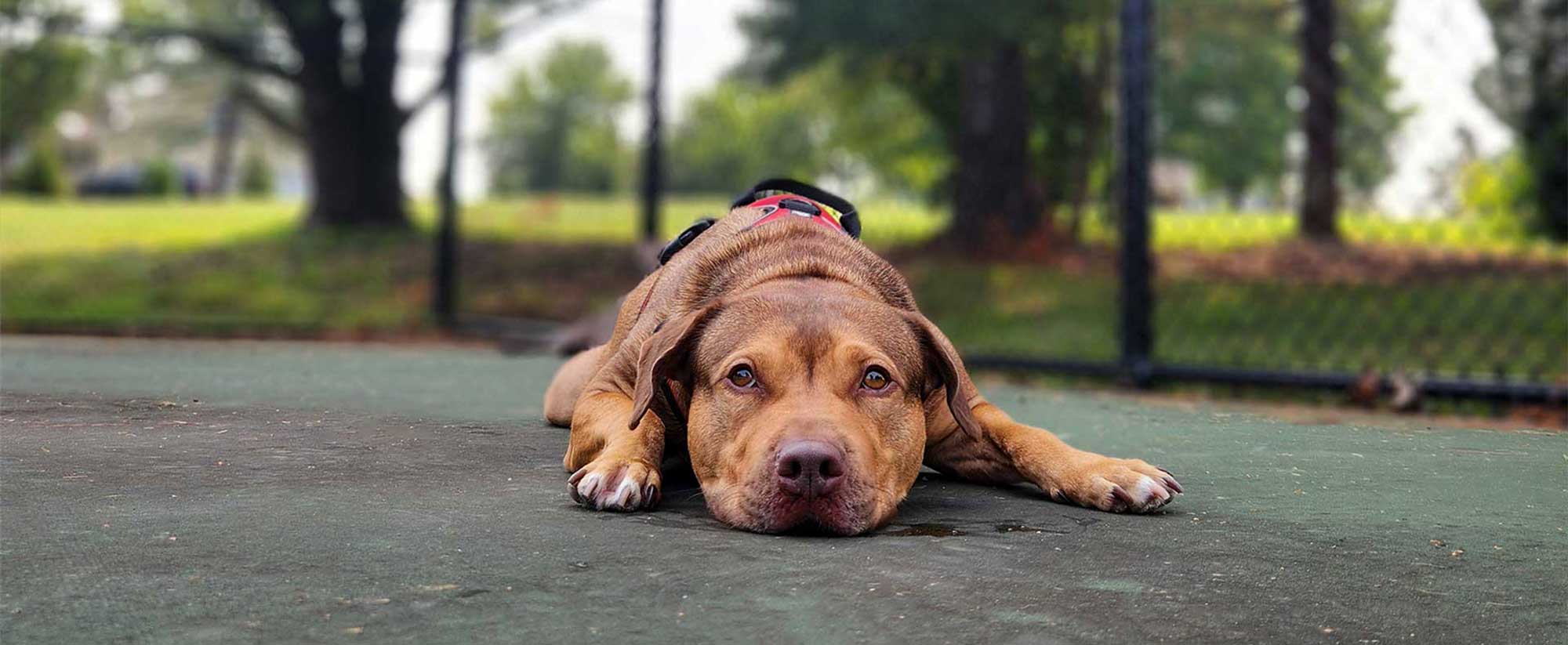 Dog lying down outside The Bone and Bed, a daycare and boarding company based in Allentown, PA.