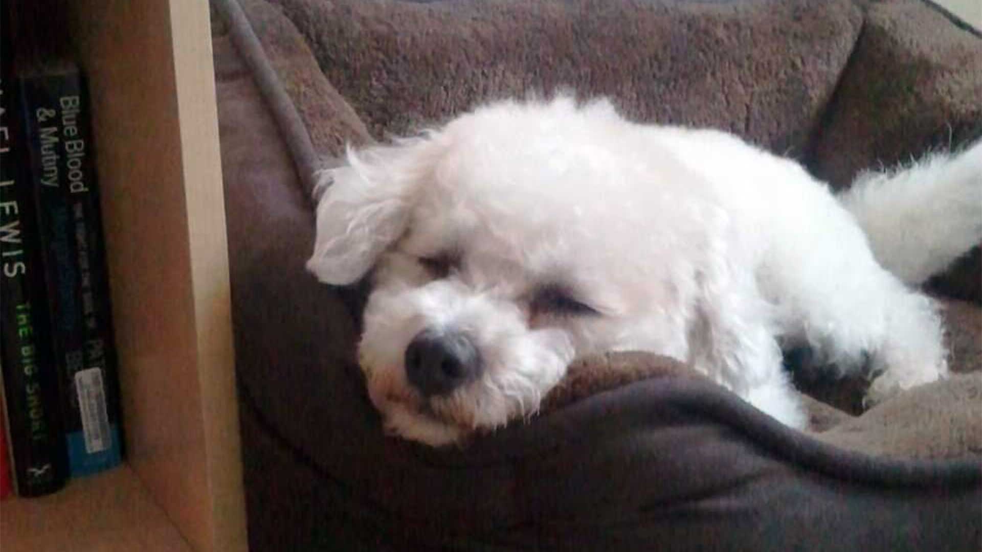 Sleepy dog on the couch at The Bone and Bed, a daycare and boarding company based in Allentown, PA.